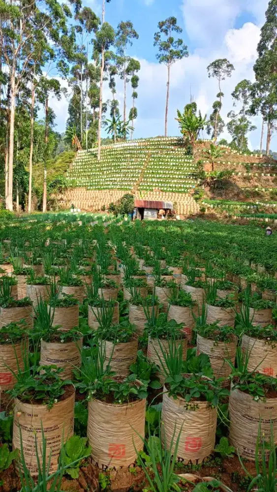 JUAL TANAH PINGGIR JALAN AREA WISATA CIWIDEY