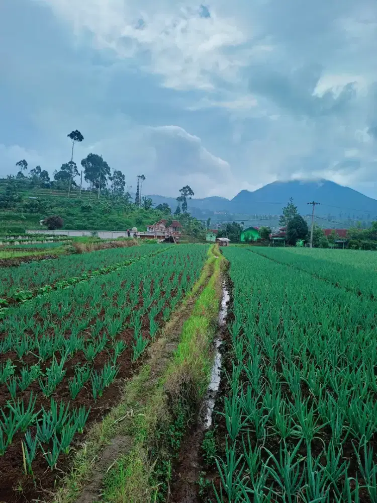 JUAL TANAH VIEW BAGUS AKSES MOBIL AREA CIWIDEY