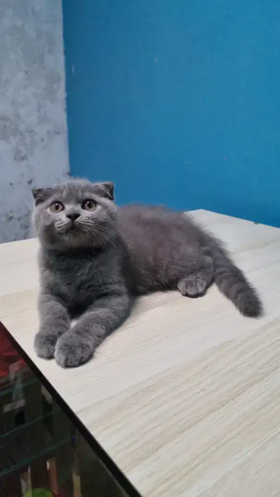 Kucing scottish fold