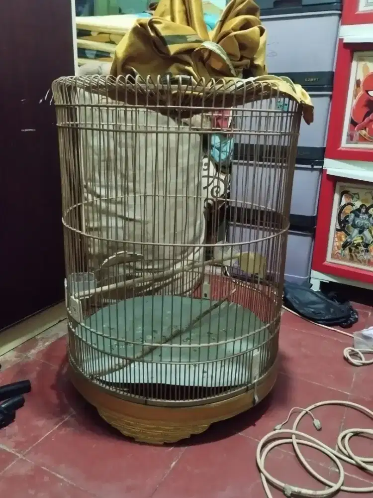 Kandang murai no1