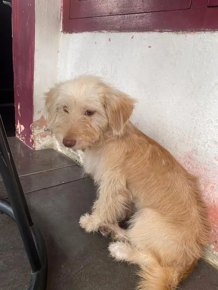 ANAK ANJING MIX POODLE