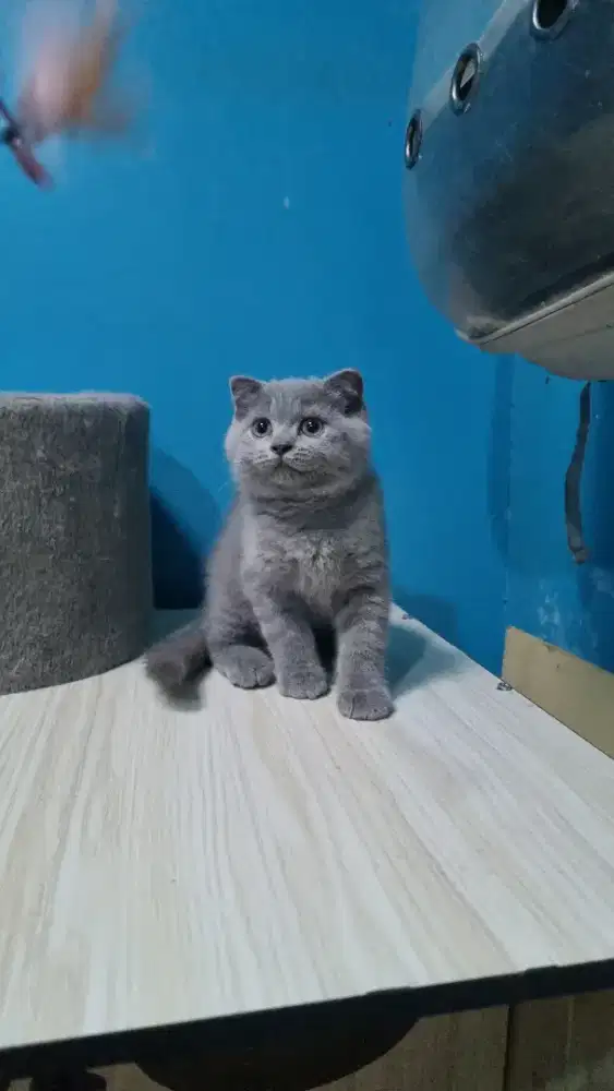 Scottish single fold