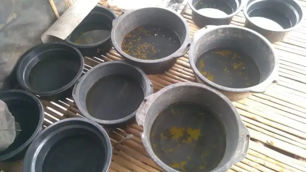Benih Ikan Gurame
