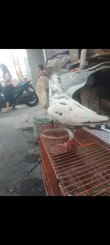 Sepasang bekas player mau fakum