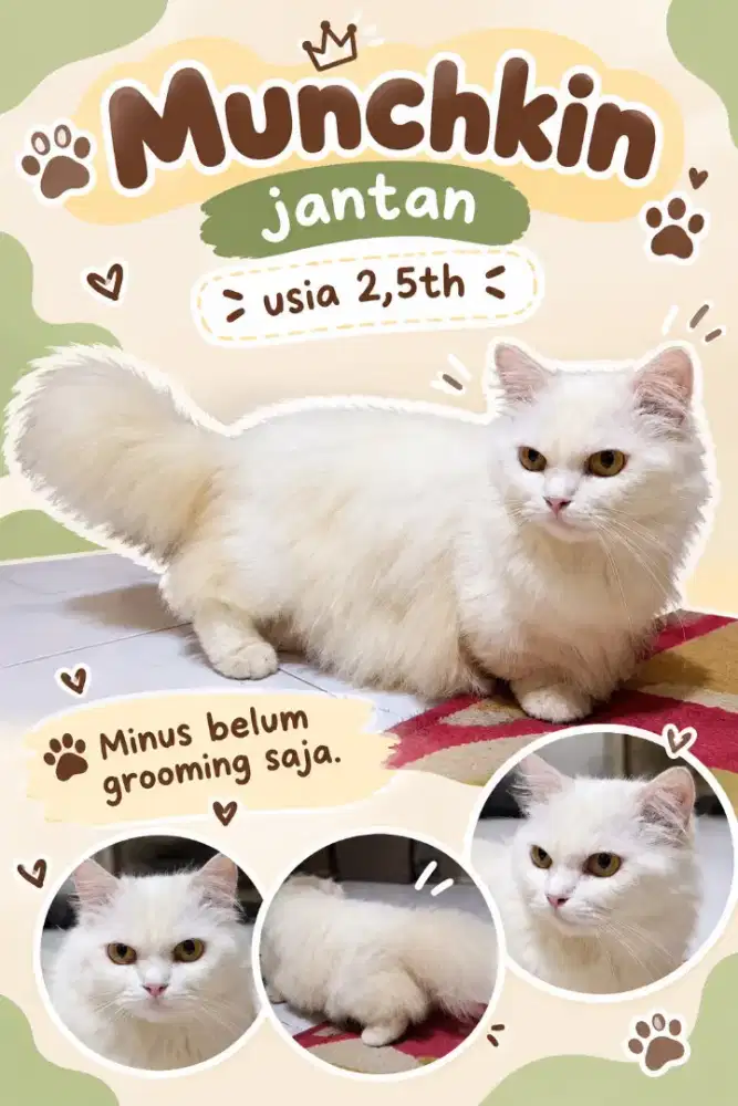 Kucing munchin 2th