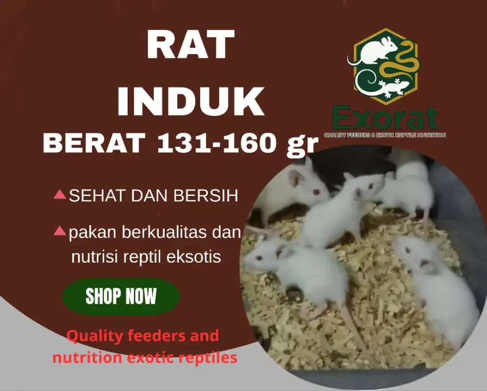 Tikus putih rat size induk berat 131 - 160 gr