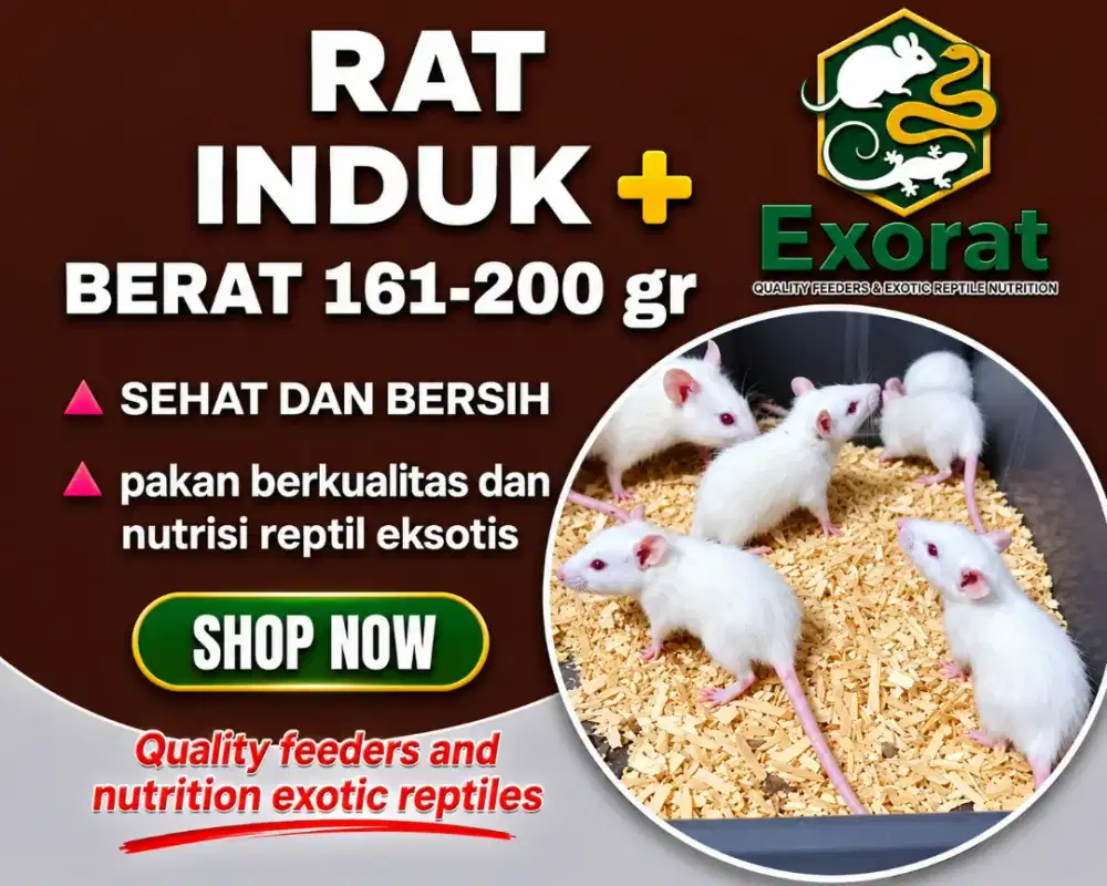 Tikus putih rat induk + berat 161 - 200 gram