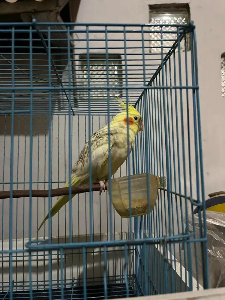 DIJUAL BURUNG PARKIT AUSTRALIA