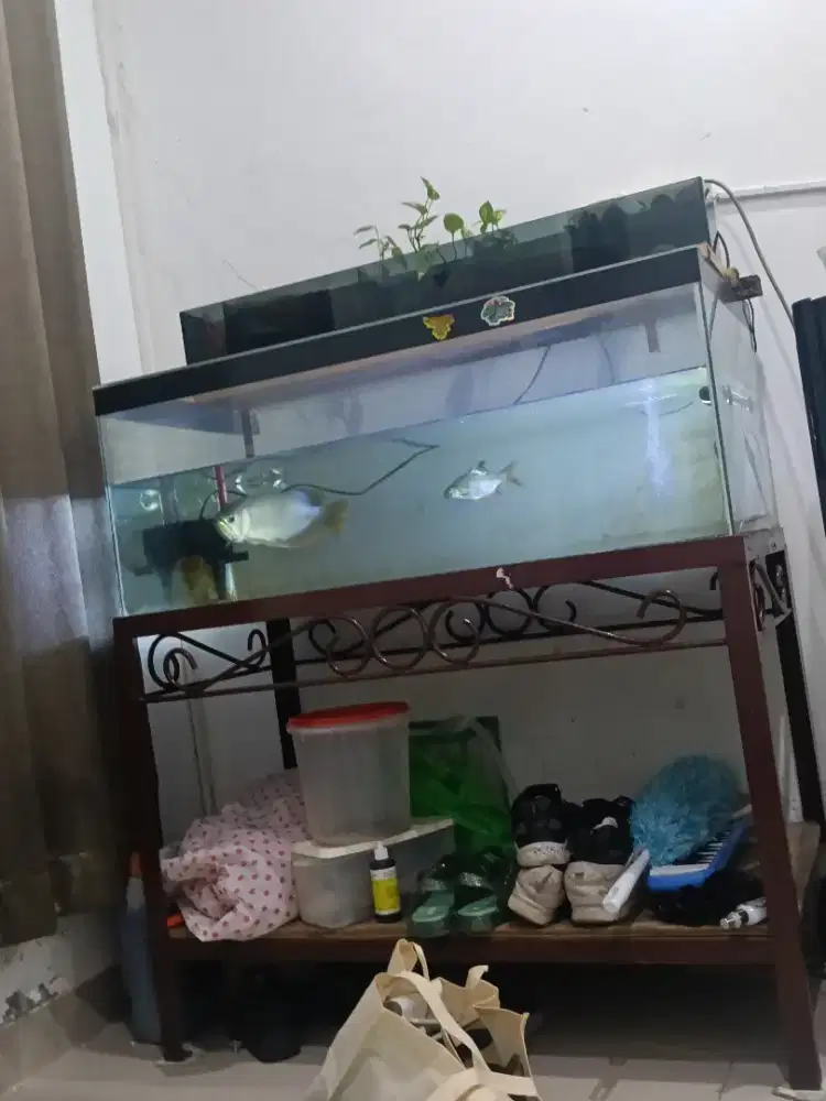 Aquarium dan Rak