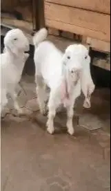 3 ekor anakan cempe kambing etawa senduro 3-4 bln 1 jantan 2 betina ok