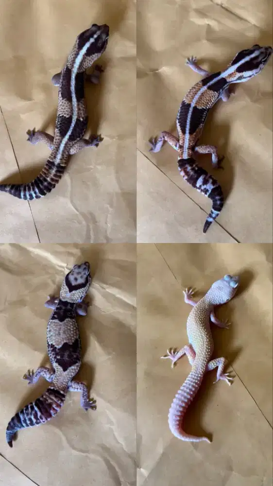 African Fat tail Gecko