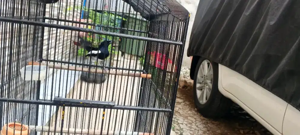 Kacer Deker Sama Kandang