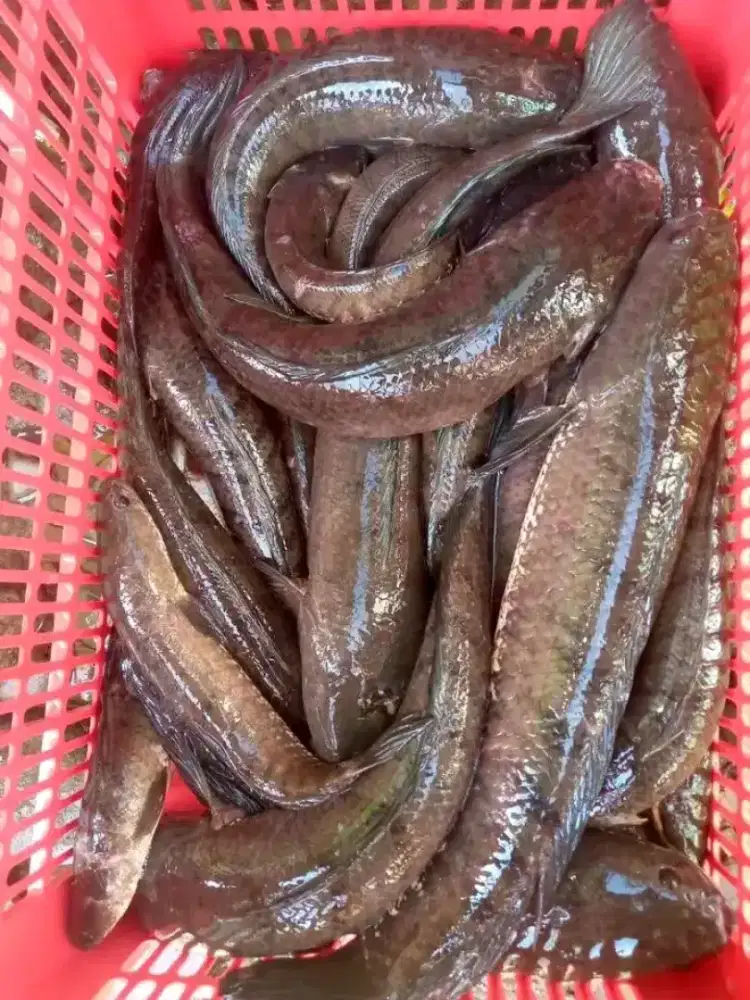Ikan gabus hidup