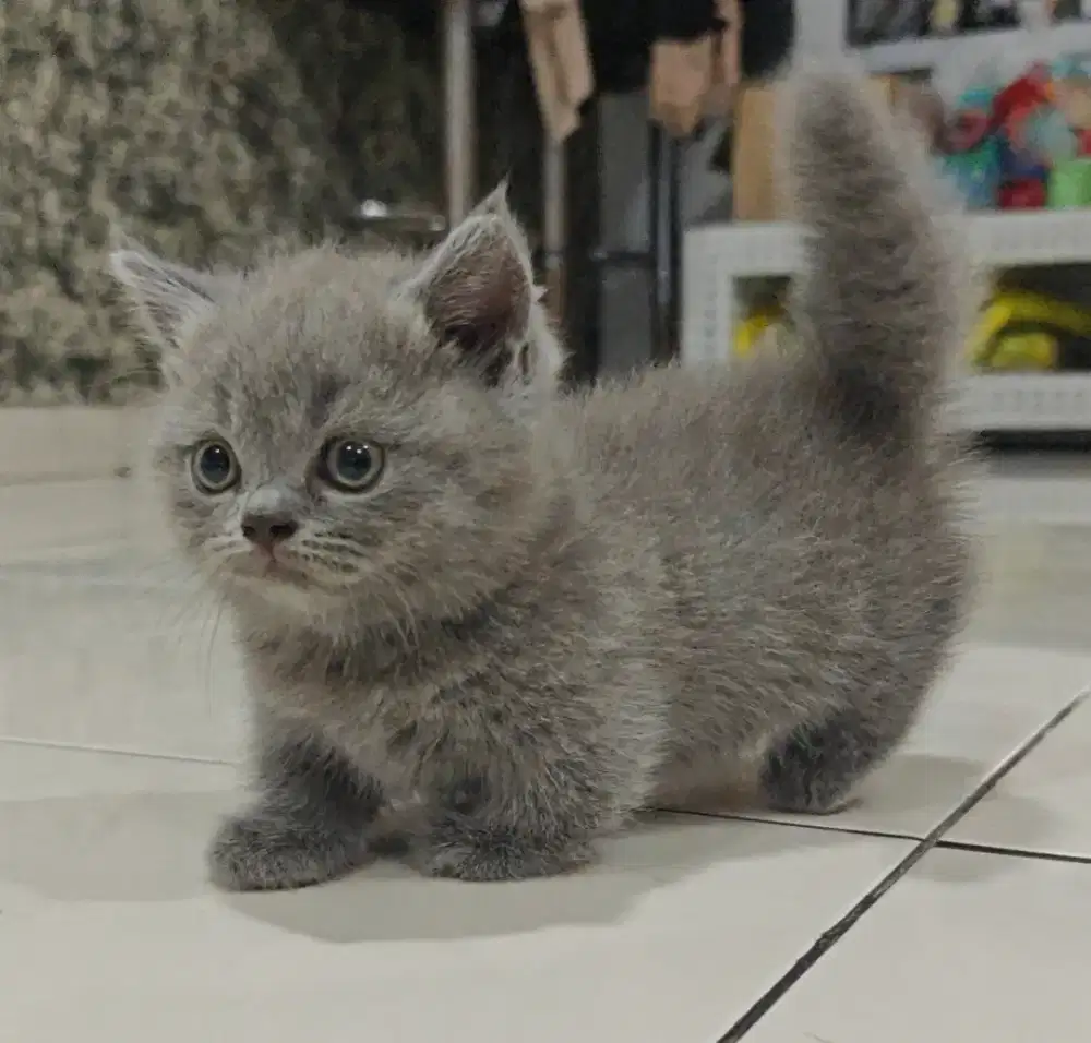 Bsh British Shorthair Munchkin 2 bulan