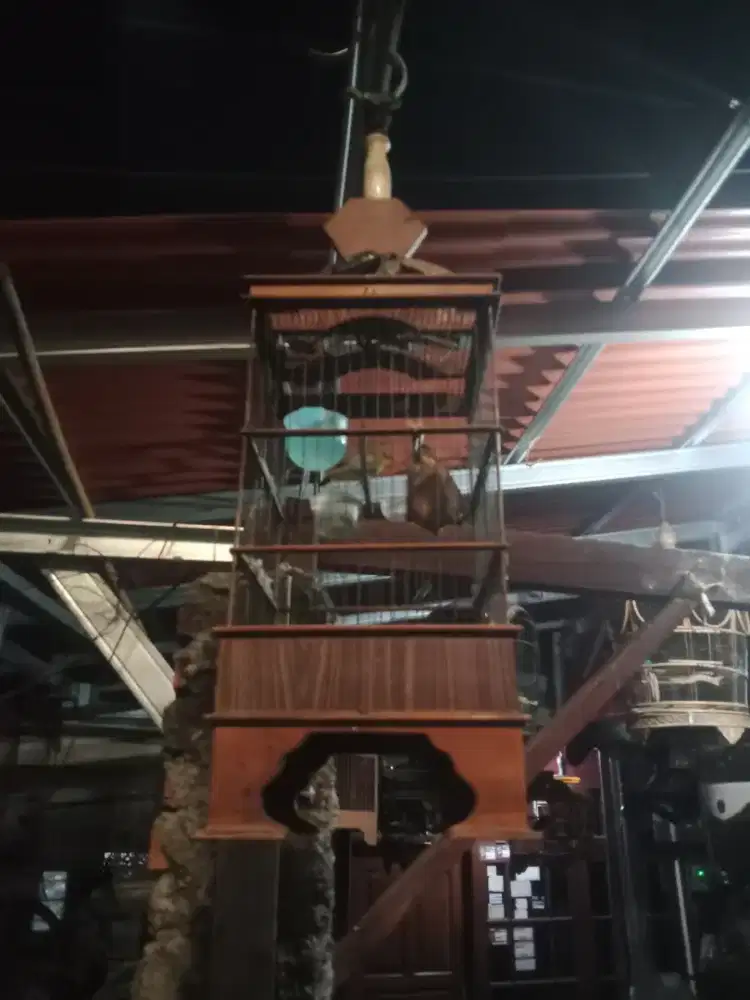 Burung kebon prosoek
