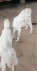 3 ekor cempe anakan kambing etawa senduro 3-4 bln 1 jantan 2 betina ok