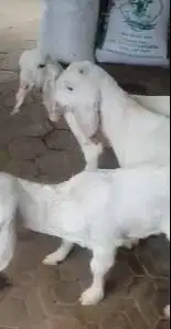 3 ekor cempe anakan kambing etawa senduro 3-4 bln 1 jantan 2 betina ok
