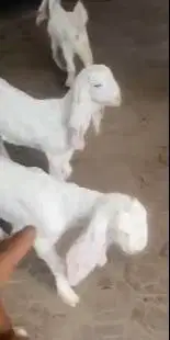 3 ekor bibit anakan kambing etawa senduro 1 jantan 2 betina 3-4 bulan