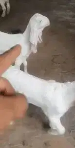 3 ekor bibit anakan kambing etawa senduro 3-4 bln 1 jantan 2 betina ok