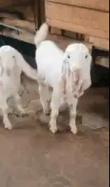 3 ekor cempe bibit kambing etawa senduro 3-4 bln 1 jantan 2 betina top
