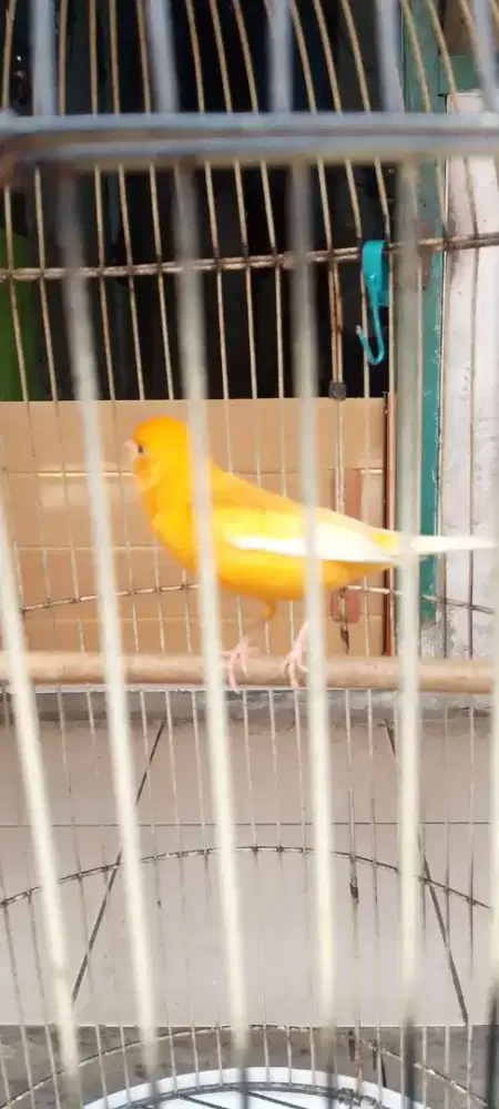 Jual burung kenari