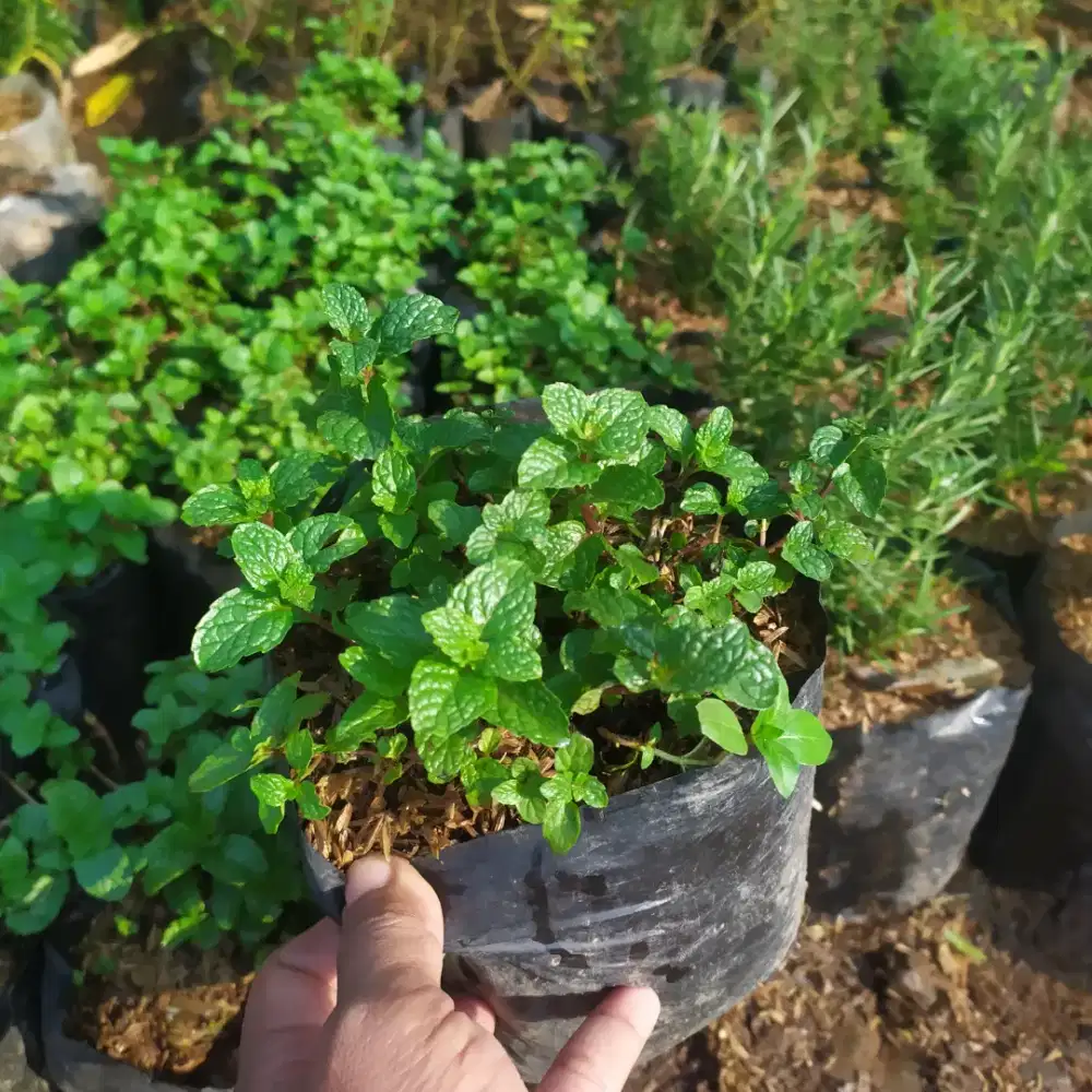 Tanaman Aromatik Daun Mint Murah Siap Kirim