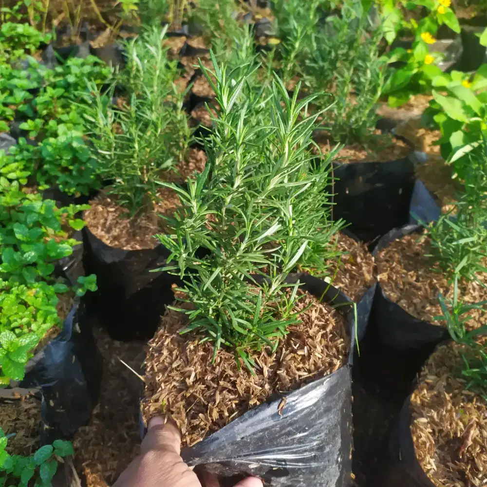 Tanaman Aromatik Rosemary Murah Siap Kirim
