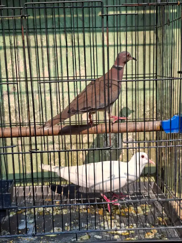 BURUNG PUTER PUTIH JANTAN || PUTER GENI BETINA