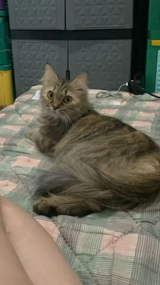 Open Adop kucing