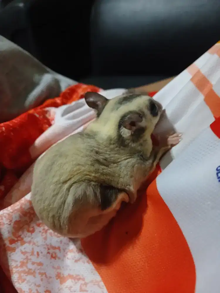 Sugar glider white face