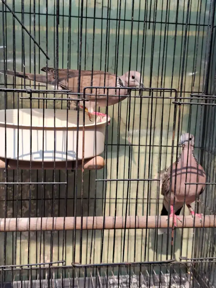 BURUNG CUHU JANTAN || BETINA TEKUKUR ( TRAH WARNA )