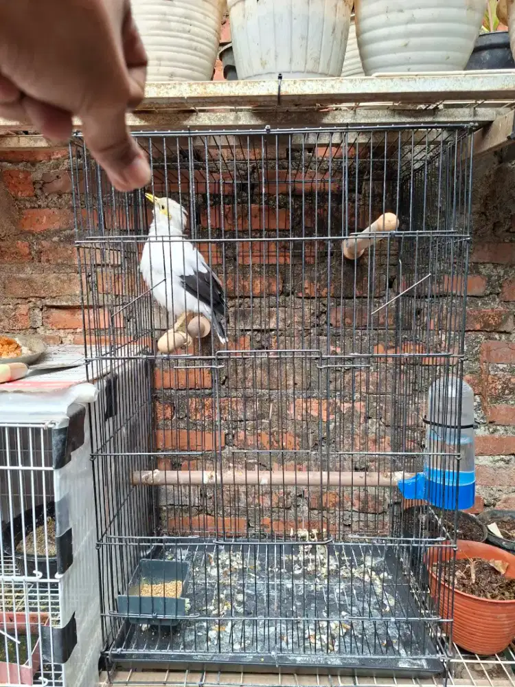 BURUNG JALAK UTIH GACOR CETREKAN RAWATAN