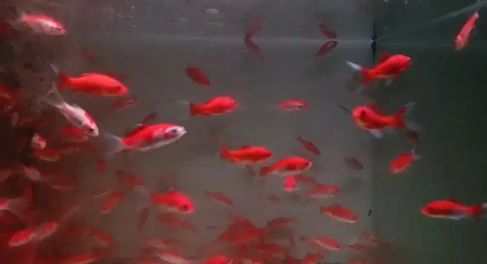 Ikan komet buduran
