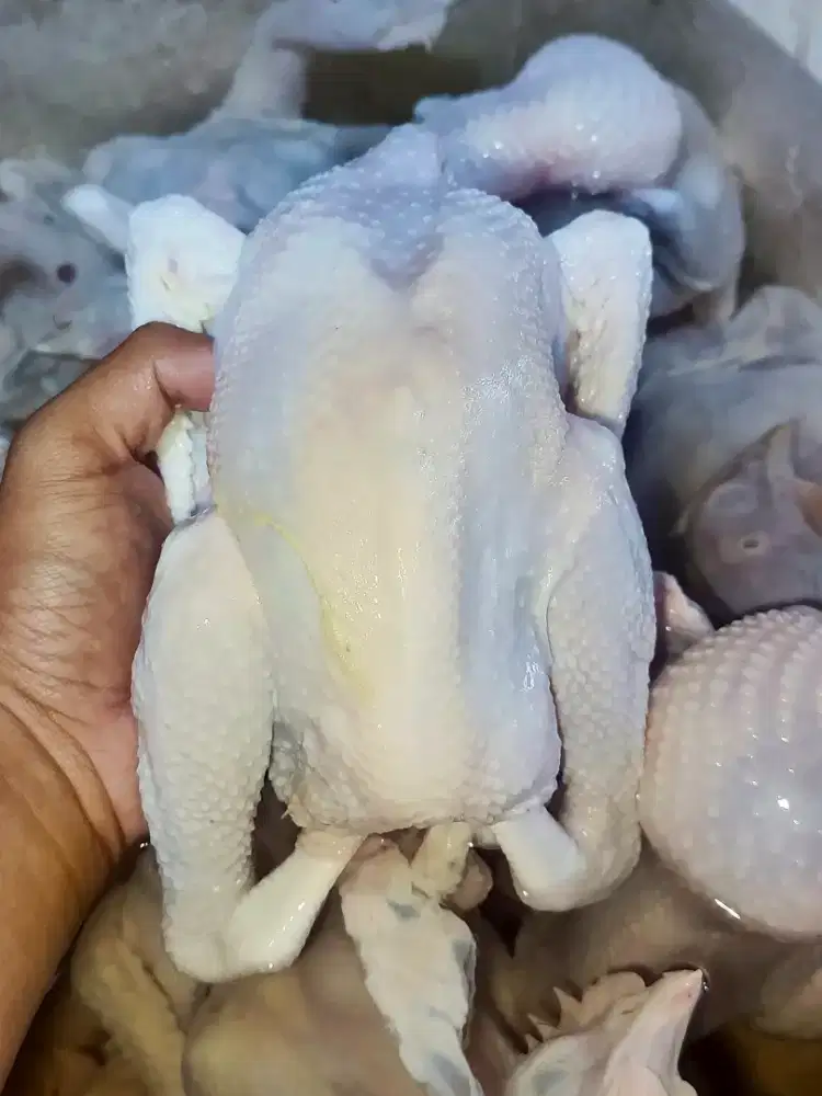 Berbagai macam ayam, jeroan sapi dan lain lainnya