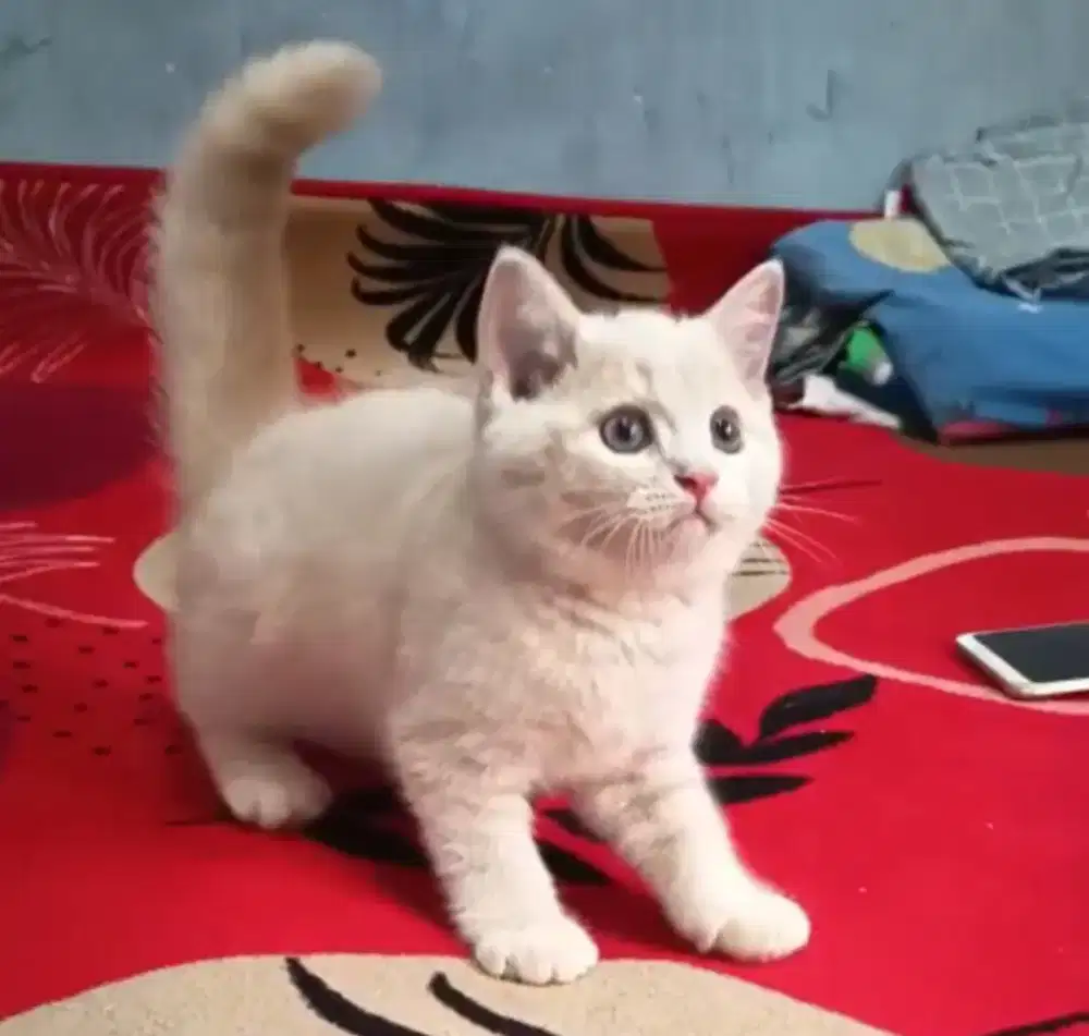 Bsh fawn jantan 2.5bulan