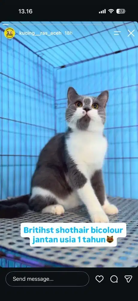 Open adopsi BSH jantan umur 1thn