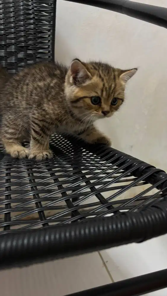 Kitten BSH Golden Tabby