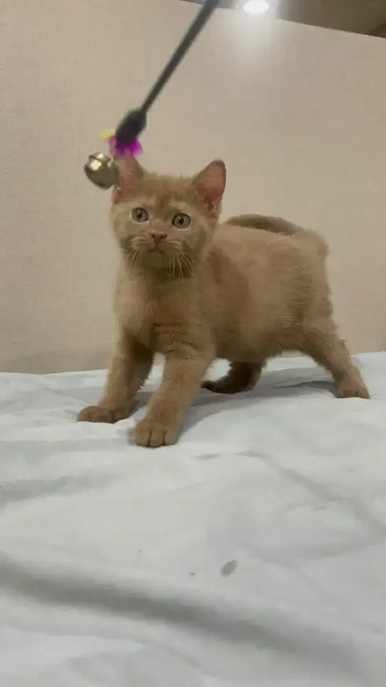 BSH British Shorthair Cinnamon Solid