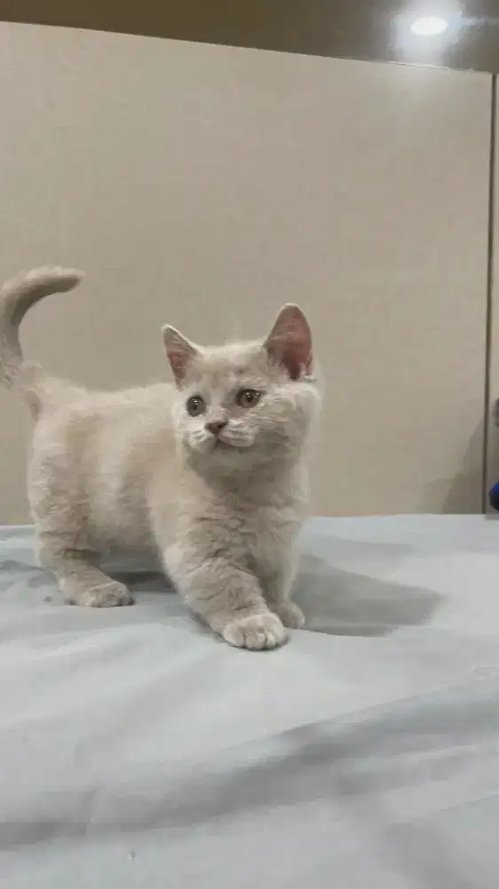 BSH British Shorthair Munchkin Fawn Solid