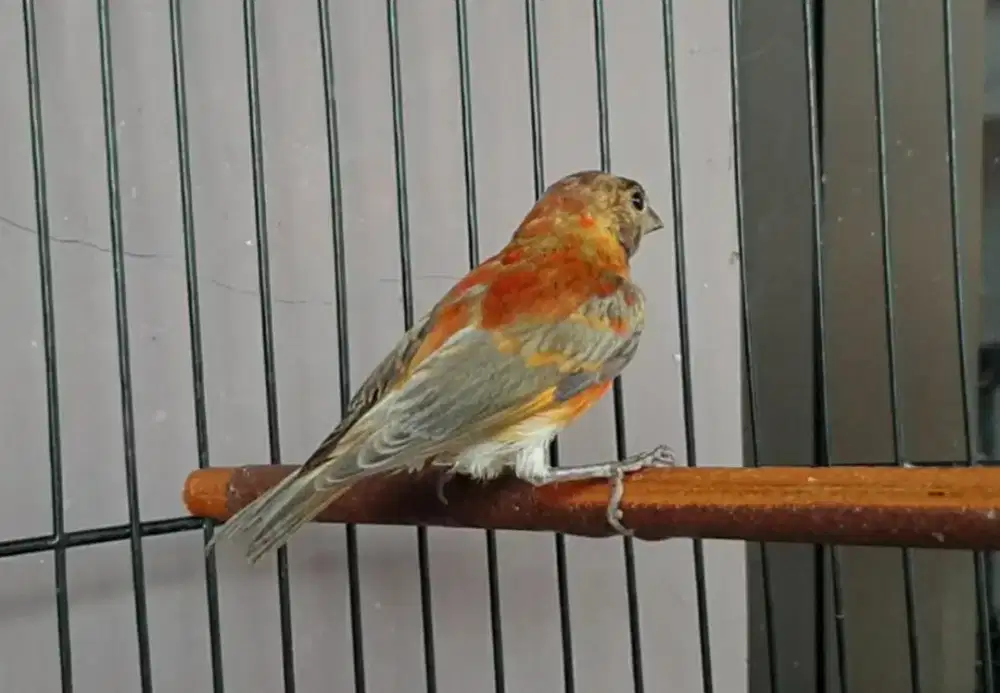 Red siskin dilute jantan