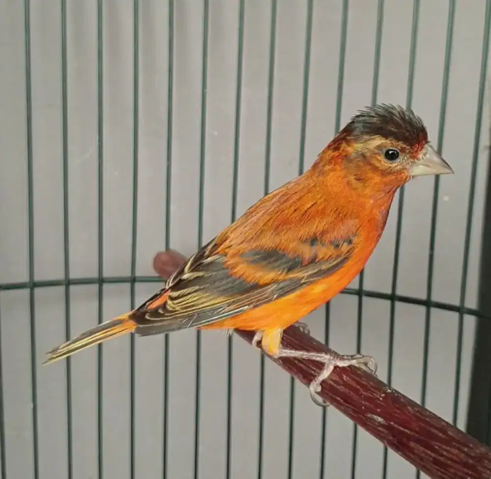 Burung mule silangan siskin x kenari