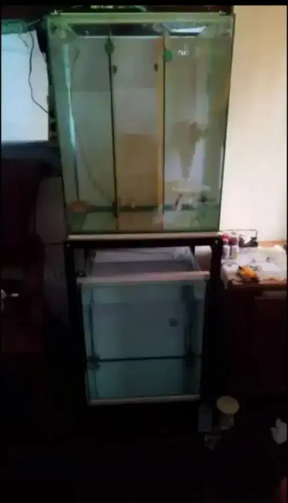 Aquarium akuarium tank progress louhan