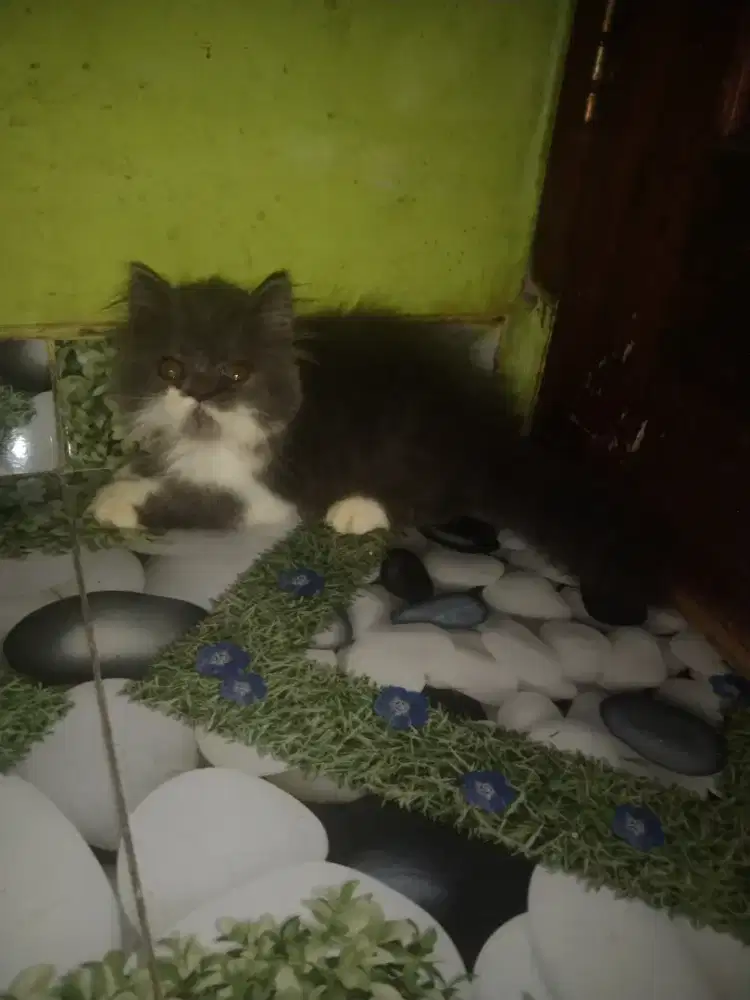 Bsh mix peaknose betina 2,5 bulan sudah mandiri