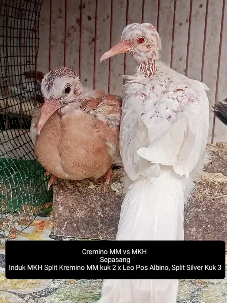 Tekukur Cremino MM x MKH