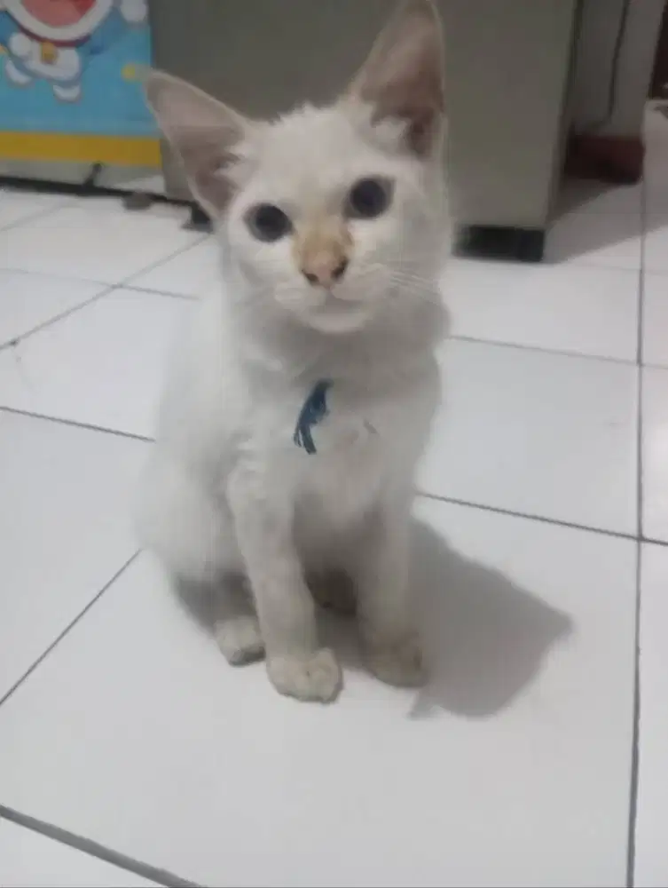 Kucing Angora mix persia