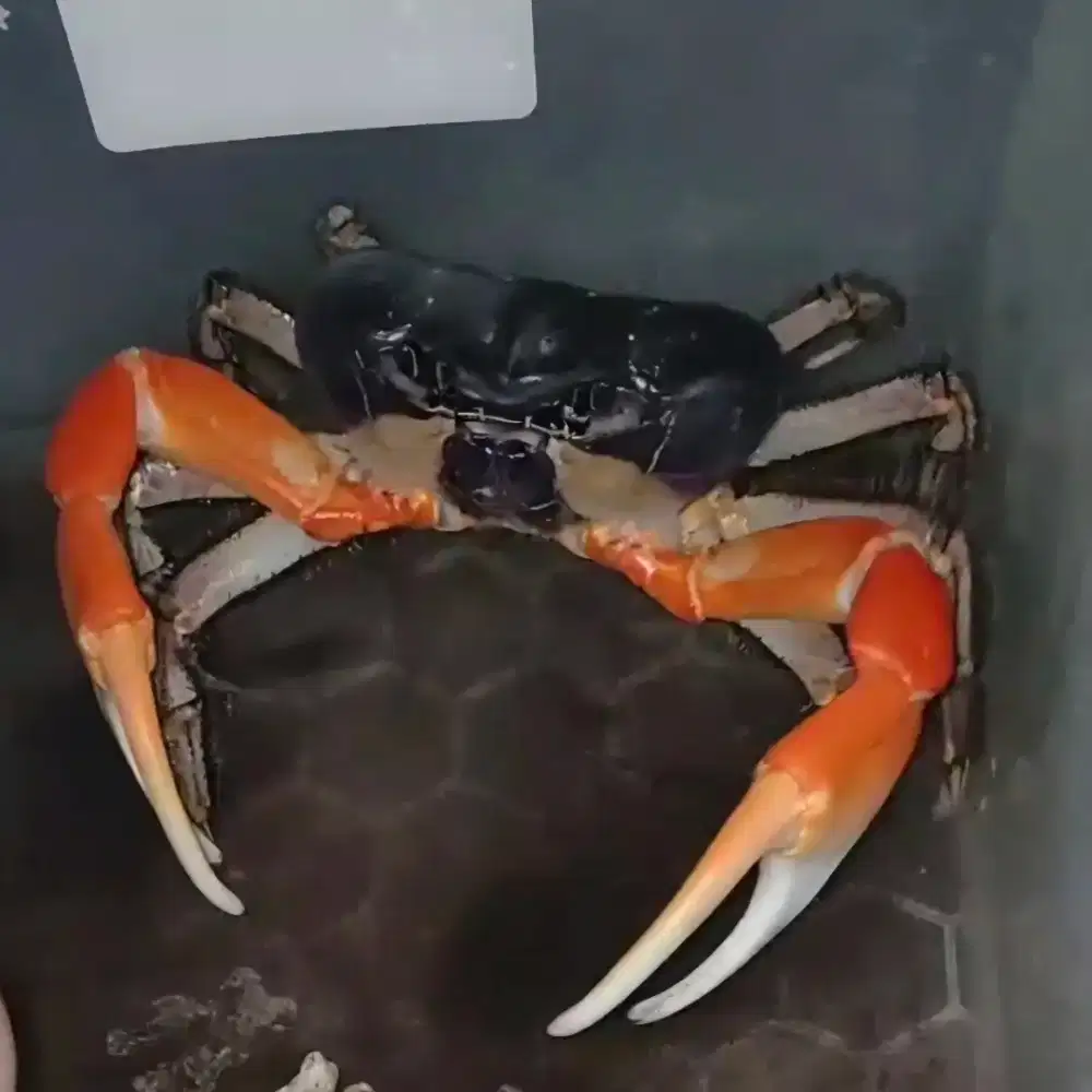 Kepiting Hias Darat Magnum Jinak Size Jumbo 8-9cm