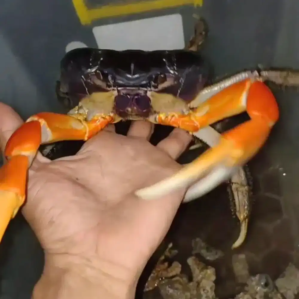 Kepiting Hias Magnum Jinak Jumbo Kepiting Darat 8-9cm