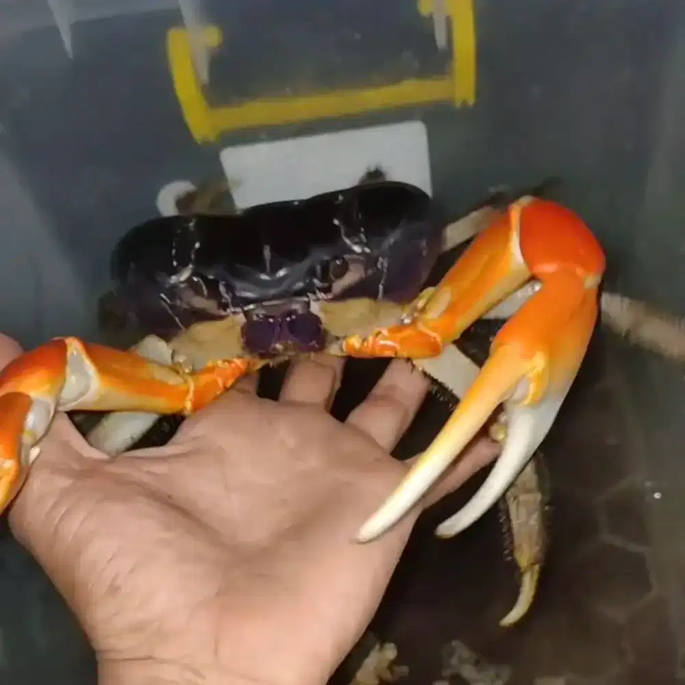 Kepiting Hias Magnum Jumbo jinak Kepiting Darat Magnum 8-9cm