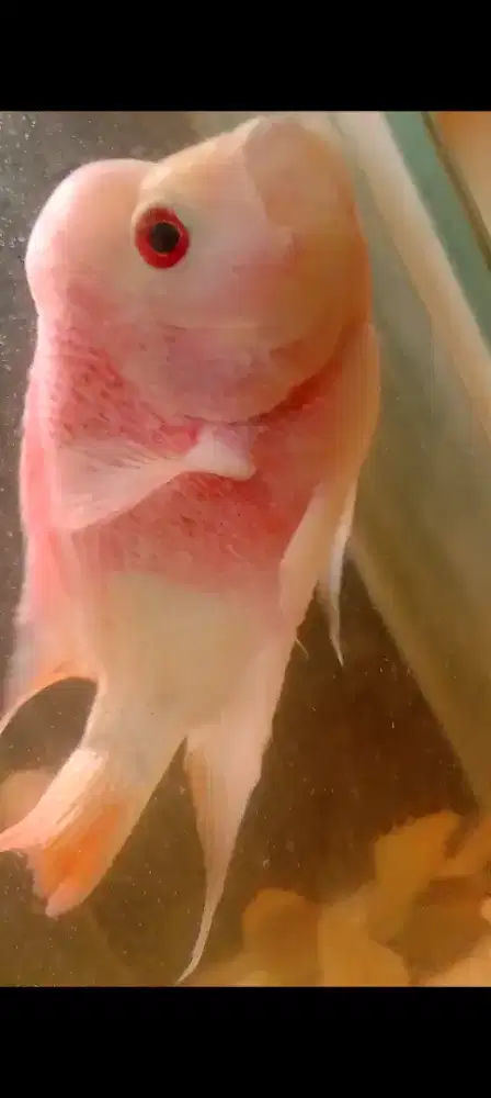 Ikan louhan golden base