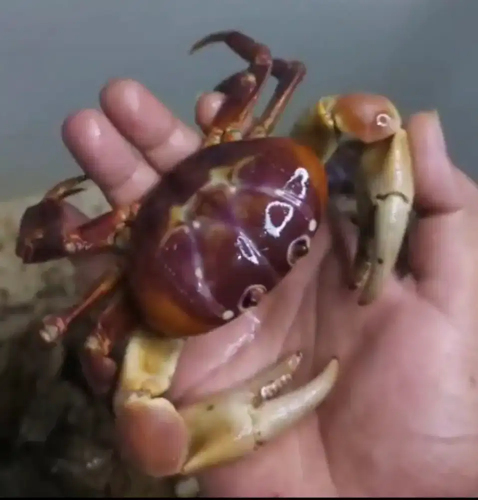 Kepiting Hias Humei Jinak Kepiting Darat Humei Jumbo Size 8-9cm